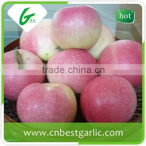 Shandong Sweet Red Fresh Gala Apple thumbnail-5