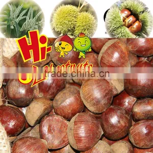 New Crop Fresh Chestnuts--Dandong Chestnuts in Big Size thumbnail-5