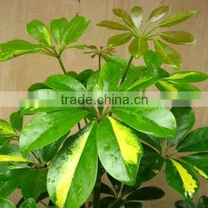 Evergreen Foliage Outdoor Landscaping Decorative Ornamental Plants Schefflera Octophylla (Lour.) Harms thumbnail-3