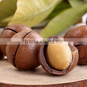 Raw Macadamia Nuts With Shell and Without Shell. thumbnail-2