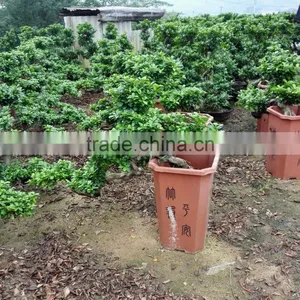 Ficus Microcarpa Cliff Shape thumbnail-1