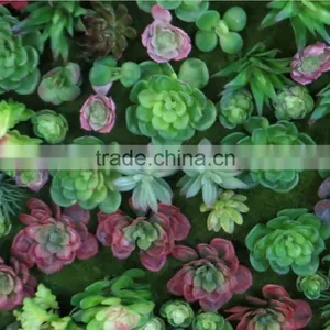 Succulent Plants Green Wall Interior Decoration for Sale thumbnail-6