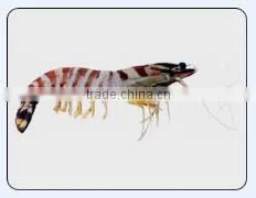 Flower Prawn thumbnail-1
