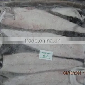 Squid Whole thumbnail-1