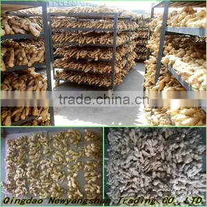 Wholesale Bulk Fresh Ginger High Quality Chinese Ginger Exporter thumbnail-5