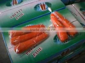 Fresh Red Carrot thumbnail-1