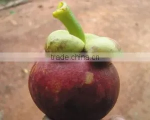 Mangosteen thumbnail-2