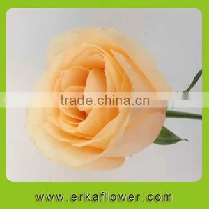 Diversified in Packaging Classical New Arrival Rose Floral thumbnail-3