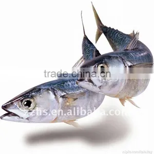 Canned Mackerel Fish In Vegetable Oil thumbnail-1