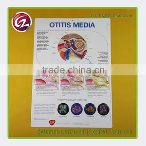Superior Quality Medical Anatomical Chart Poster thumbnail-1