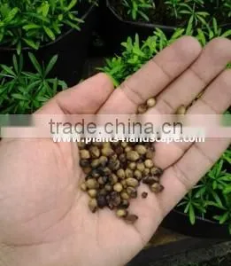 Lipstick Palm Seeds, Red Sealing Wax Palm Seeds, Cyrtostachys Renda Seeds thumbnail-1