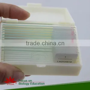 Animal Mitosis & Meiosis Prepared Slides Individual Microscope Prepared Slide thumbnail-2