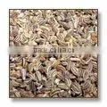 Pure Carum Copticum / Bishop's Weed / Ajwain thumbnail-1
