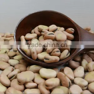 BROAD BEANS thumbnail-2