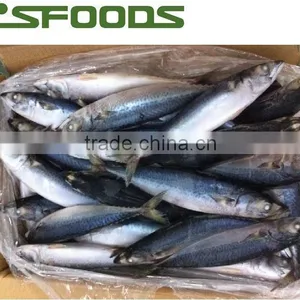 2014 Frozen Pacific Mackerel WR thumbnail-1