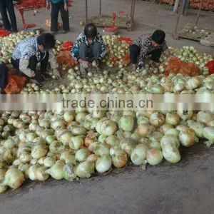 Red & Yellow Fresh Onion in Season thumbnail-1