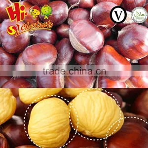 Organic Raw Fresh Chestnut Chinese Bulk Chestnuts Price thumbnail-1