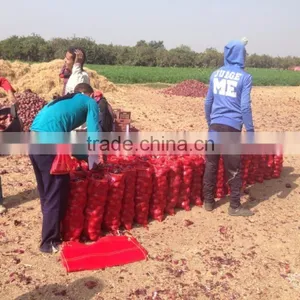 ONION Origin Egypt thumbnail-6