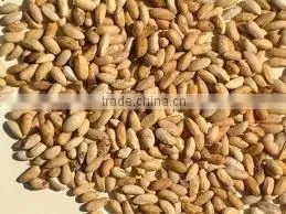 Neem Seed thumbnail-2
