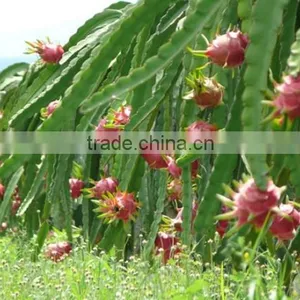 DRAGON FRUIT thumbnail-4
