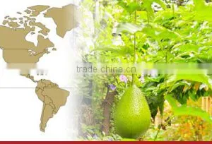 GAC FRUIT JUICE thumbnail-3