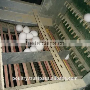 Poultry Equipments thumbnail-2