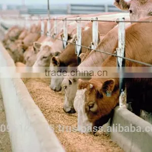 Grass Chopper Machine for Animals Feed / Feed Mixing Machine / Animal Feed Grass Cutting Machine thumbnail-1