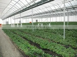 Arc Multi-span Glass Greenhouse for Strawberry thumbnail-3