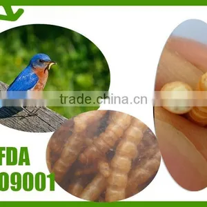 Organic Chicken Feed Dried Mealworm , Mealworm Bird Feed thumbnail-1