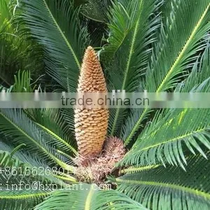 Artificial Cycas Revoluta Sago Cycas for Jurassic Period Dinosaur Hall thumbnail-2