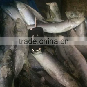 Fresh Frozen Sardine (Sardinella Longiceps) WR for Canning thumbnail-3