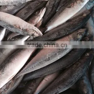 Mackerel thumbnail-2