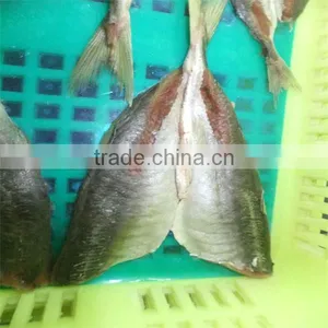 High Quality Frozen Sea Horse Mackerel thumbnail-1