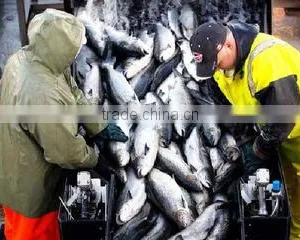 I. Fish Company Limited company overview - view 1 thumbnail