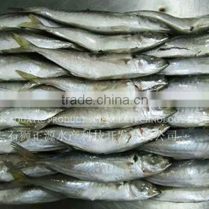 Frozen Fish Frozen Pacific Horse Mackerel Fish thumbnail-1
