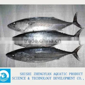 Frozen Tuna/Skipjack/Bonito Fish thumbnail-1