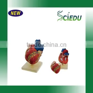 Human Heart Anatomical Model thumbnail-1