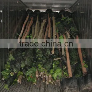 Ficus Religiosa Packed for Shipment thumbnail-2