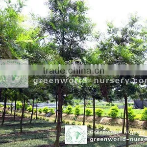 Grevillea Robusta Outdoor Plants thumbnail-1