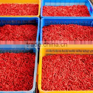 Best Price Fresh Hot Red Chili Pepper From Vietnam thumbnail-2