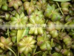 Hebal Plant Poweder Extract Start Anise Oil thumbnail-1