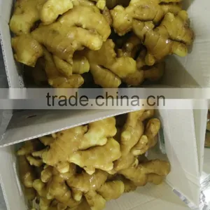 Plastic Carton Ginger thumbnail-3