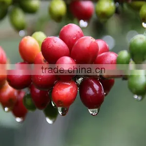Spicy Orange Flavored Coffee thumbnail-2