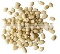 Chinese Blanched Peanut Kernels in Round Shape for Sale thumbnail-1