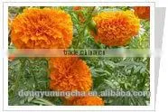 Marigold P.E. thumbnail-1