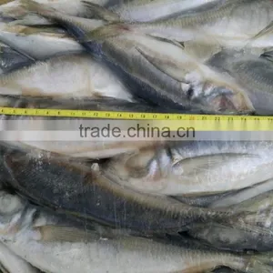 Frozen Fish Horse Mackerel Size 20cm+ Fro Sale thumbnail-5