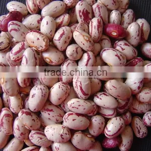 Small Round Shape Ight Speckled Kidney Bean Pinto Bean thumbnail-2
