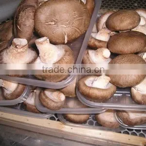 Smooth Cap Shiitake Mushroom thumbnail-1