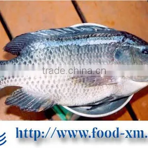 China Factory Supplier Frozen Fresh Tilapia Buyer thumbnail-1