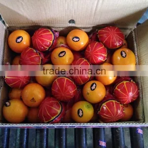 L'orange From Egypt thumbnail-3